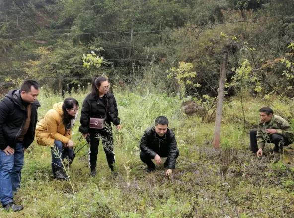 雨城区经科局工作人员会同四川农业大学黄琳凯教授到多营镇龙池村指导贫困户中药材种植.jpg