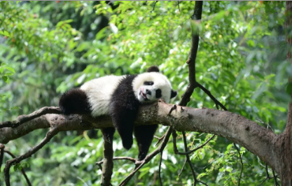 自然保护区的一只熊猫 我住在四川雅安蜂桶寨 这里野生动植物资源丰富