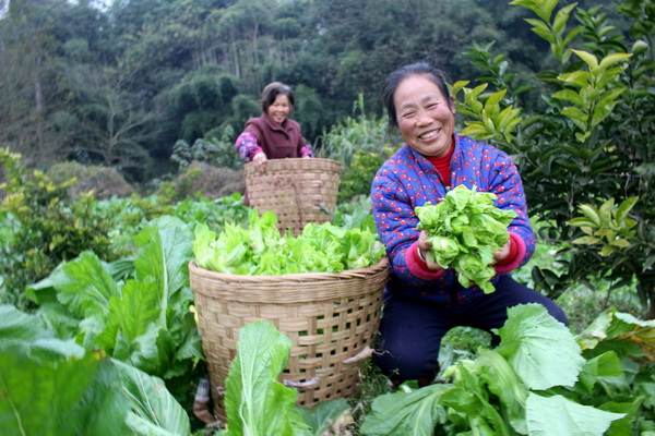 村民在采收儿菜.jpg